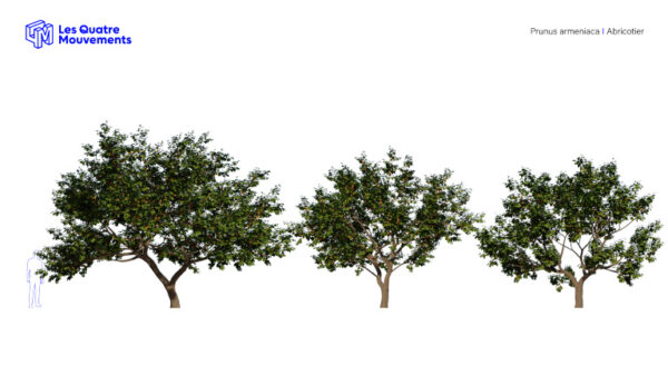 Modèles-3D-Prunus-Armeniaca-BOOK