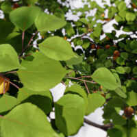 Modèles-3D-Prunus-Armeniaca-Focus-2