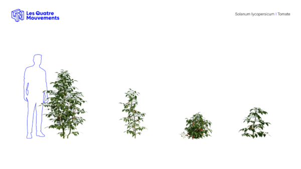 Modèles-3D-Solanum-Lycopersicum-BOOK