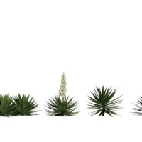 Agave-Sisalana-Sisal-vert-3D-variantes-plante-vegetaux-studio-l4m-lumion-fbx