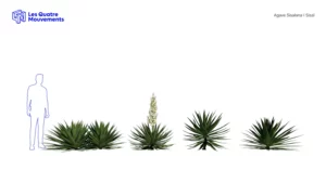 Agave-Sisalana-Sisal-vert-3D-variantes-plante-vegetaux-studio-l4m-lumion-fbx