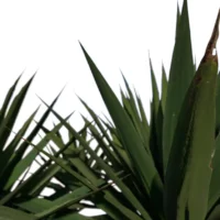 Agave-Sisalana-Sisal-vert-feuilles-side-3D-plante-vegetaux-studio-l4m-lumion-fbx