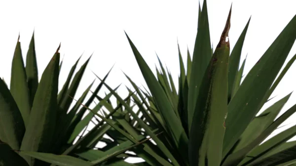 Agave-Sisalana-Sisal-vert-feuilles-side-3D-plante-vegetaux-studio-l4m-lumion-fbx