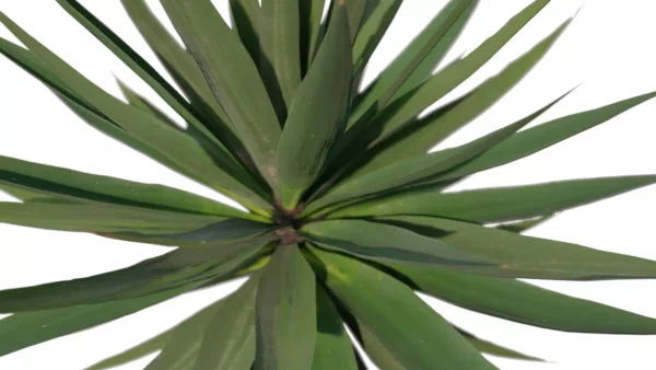 Agave-Sisalana-Sisal-vert-feuilles-top-3D-plante-vegetaux-studio-l4m-lumion-fbx
