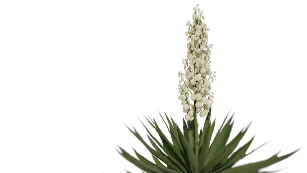 Agave-Sisalana-Sisal-vert-fleur-side-3D-plante-vegetaux-studio-l4m-lumion-fbx