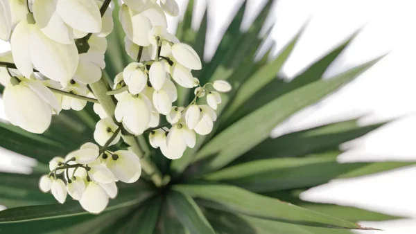 Agave-Sisalana-Sisal-vert-fleur-top-3D-plante-vegetaux-studio-l4m-lumion-fbx