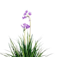 Allium-Sativum-Ail-vert-essence-side-plante-fleur-aromate-vegetaux-studio-l4m-lumion-fbx