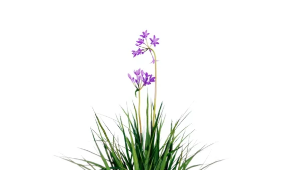 Allium-Sativum-Ail-vert-essence-side-plante-fleur-aromate-vegetaux-studio-l4m-lumion-fbx