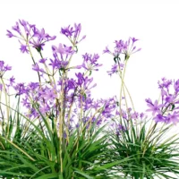 Allium-Sativum-Ail-vert-fleurs-side-plante-fleur-aromate-vegetaux-studio-l4m-lumion-fbx