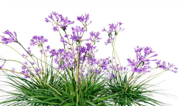 Allium-Sativum-Ail-vert-fleurs-side-plante-fleur-aromate-vegetaux-studio-l4m-lumion-fbx