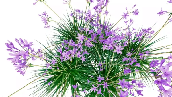 Allium-Sativum-Ail-vert-fleurs-top-plante-fleur-aromate-vegetaux-studio-l4m-lumion-fbx