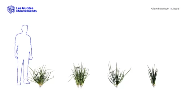 Allium-fistulosum-ciboule-ciboulette-vert-3D-variantes-plante-aromate-vegetaux-studio-l4m-lumion-fbx