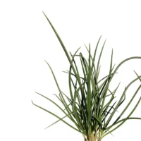 Allium-fistulosum-ciboule-ciboulette-vert-side-3D-plante-aromate-vegetaux-studio-l4m-lumion-fbx