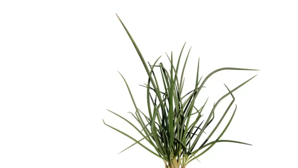 Allium-fistulosum-ciboule-ciboulette-vert-side-3D-plante-aromate-vegetaux-studio-l4m-lumion-fbx