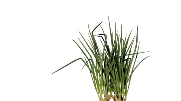 Allium-fistulosum-ciboule-ciboulette-vert-side-touffu-3D-plante-aromate-vegetaux-studio-l4m-lumion-fbx