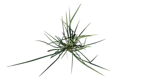 Allium-fistulosum-ciboule-ciboulette-vert-top-3D-plante-aromate-vegetaux-studio-l4m-lumion-fbx