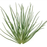 Allium-mongolicum-oignon-sauvage-de-Mongolie-vert-essence-3D-plante-aromate-vegetaux-studio-l4m-lumion-fbx