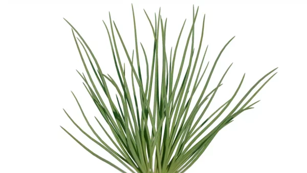 Allium-mongolicum-oignon-sauvage-de-Mongolie-vert-global-3D-plante-aromate-vegetaux-studio-l4m-lumion-fbx