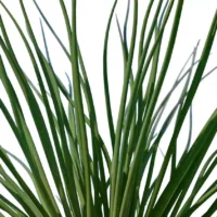 Allium-mongolicum-oignon-sauvage-de-Mongolie-vert-tiges-focus-3D-plante-aromate-vegetaux-studio-l4m-lumion-fbx