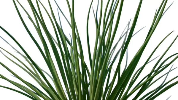 Allium-mongolicum-oignon-sauvage-de-Mongolie-vert-tiges-focus-3D-plante-aromate-vegetaux-studio-l4m-lumion-fbx