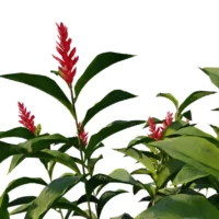 Alpinia-Purpurata-gingembre-rouge-vert-3D-branches-plante-fleur-aromate-vegetaux-studio-l4m-lumion-fbx