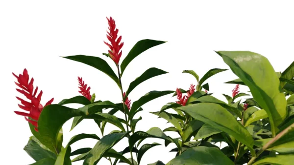 Alpinia-Purpurata-gingembre-rouge-vert-3D-branches-plante-fleur-aromate-vegetaux-studio-l4m-lumion-fbx