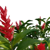 Alpinia-Purpurata-gingembre-rouge-vert-3D-focus-plante-fleur-aromate-vegetaux-studio-l4m-lumion-fbx