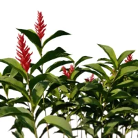 Alpinia-Purpurata-gingembre-rouge-vert-3D-global-plante-fleur-aromate-vegetaux-studio-l4m-lumion-fbx