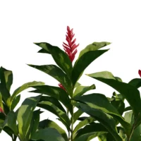 Alpinia-Purpurata-gingembre-rouge-vert-3D-trio-fleurs-plante-fleur-aromate-vegetaux-studio-l4m-lumion-fbx