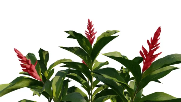 Alpinia-Purpurata-gingembre-rouge-vert-3D-trio-fleurs-plante-fleur-aromate-vegetaux-studio-l4m-lumion-fbx