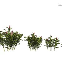 Alpinia-Purpurata-gingembre-rouge-vert-3D-variantes-plante-fleur-aromate-vegetaux-studio-l4m-lumion-fbx