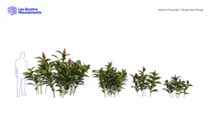 Alpinia-Purpurata-gingembre-rouge-vert-3D-variantes-plante-fleur-aromate-vegetaux-studio-l4m-lumion-fbx