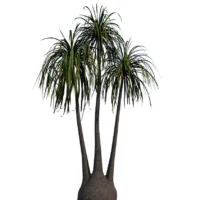 Beaucarna-recurvata-pied-elephant-vert-3D-global-arbre-tropical-vegetaux-studio-l4m-lumion-fbx