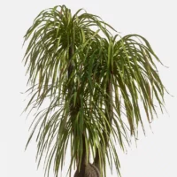 Beaucarna-recurvata-pied-elephant-vert-3D-side-tronc-feuillage-arbre-tropical-vegetaux-studio-l4m-lumion-fbx