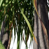 Beaucarna-recurvata-pied-elephant-vert-3D-tronc-feuillage-arbre-tropical-vegetaux-studio-l4m-lumion-fbx