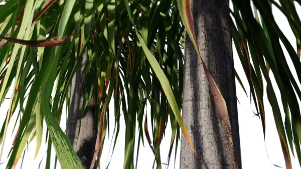 Beaucarna-recurvata-pied-elephant-vert-3D-tronc-feuillage-arbre-tropical-vegetaux-studio-l4m-lumion-fbx