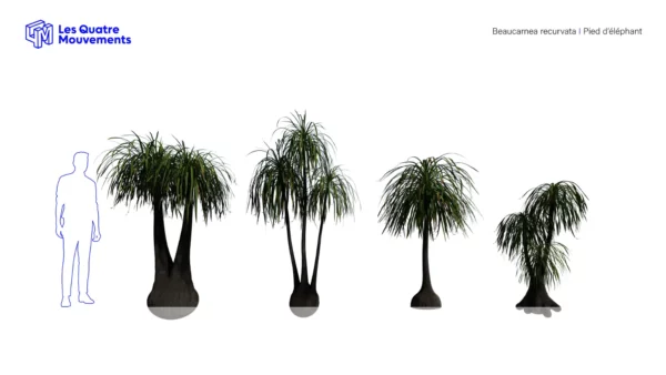 Beaucarna-recurvata-pied-elephant-vert-3D-variantes-arbre-tropical-vegetaux-studio-l4m-lumion-fbx