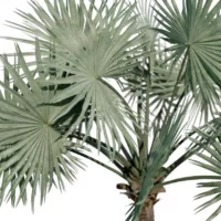 Bismarckia-nobilis-palmier-de-bismarck-3D-feuillage-arbre-tropical-vegetaux-studio-l4m-lumion-fbx