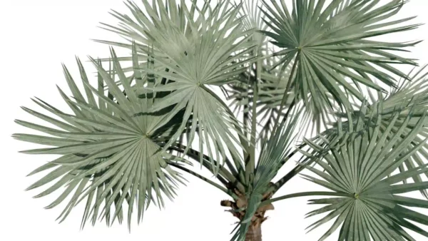 Bismarckia-nobilis-palmier-de-bismarck-3D-feuillage-arbre-tropical-vegetaux-studio-l4m-lumion-fbx