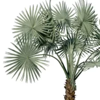Bismarckia-nobilis-palmier-de-bismarck-3D-global-arbre-tropical-vegetaux-studio-l4m-lumion-fbx