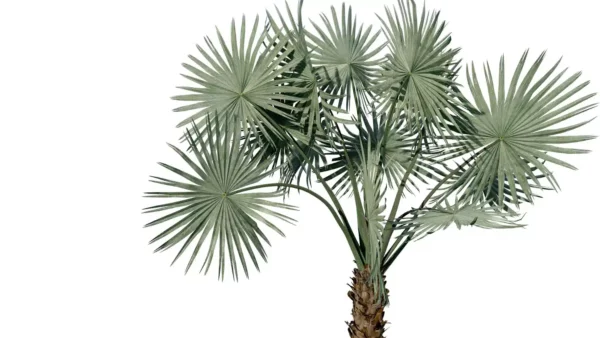 Bismarckia-nobilis-palmier-de-bismarck-3D-global-arbre-tropical-vegetaux-studio-l4m-lumion-fbx