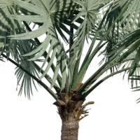 Bismarckia-nobilis-palmier-de-bismarck-3D-side-arbre-tropical-vegetaux-studio-l4m-lumion-fbx