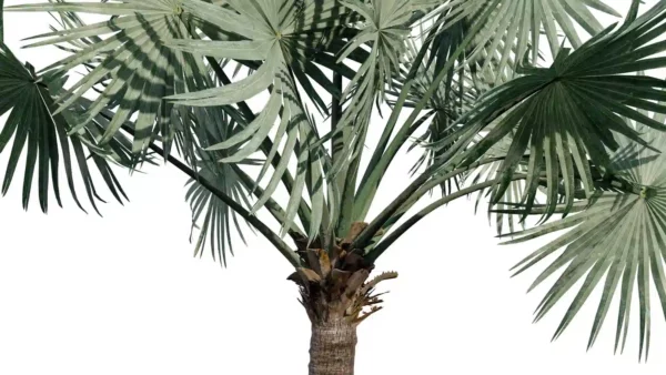 Bismarckia-nobilis-palmier-de-bismarck-3D-side-arbre-tropical-vegetaux-studio-l4m-lumion-fbx