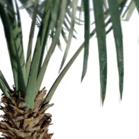 Bismarckia-nobilis-palmier-de-bismarck-3D-tronc-arbre-tropical-vegetaux-studio-l4m-lumion-fbx