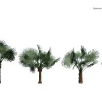 Bismarckia-nobilis-palmier-de-bismarck-3D-variantes-arbre-tropical-vegetaux-studio-l4m-lumion-fbx