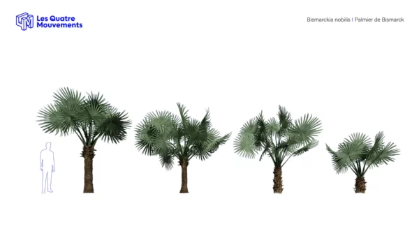 Bismarckia-nobilis-palmier-de-bismarck-3D-variantes-arbre-tropical-vegetaux-studio-l4m-lumion-fbx