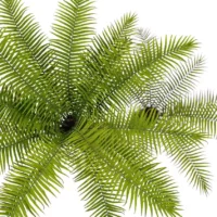 Brainea-insignis-fern-arborescent-3D-leaves-top-tree-tropical-vegetal-studio-l4m-lumion-fbx