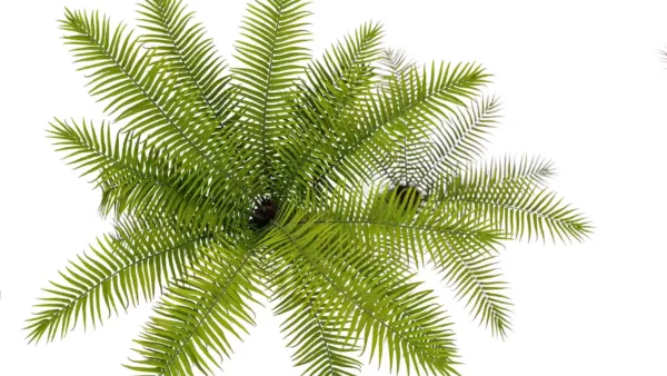 Brainea-insignis-fern-arborescent-3D-leaves-top-tree-tropical-vegetal-studio-l4m-lumion-fbx