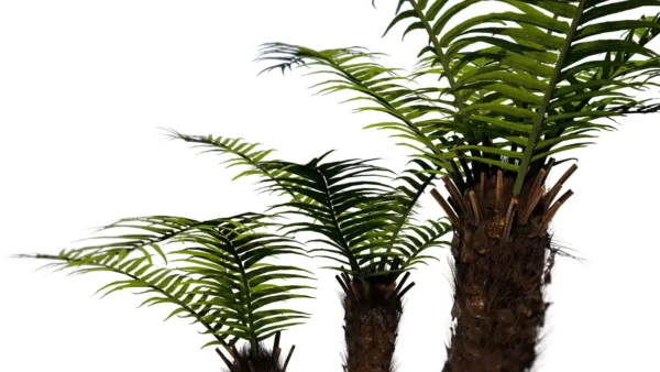 Brainea-insignis-tree-fern-3D-trio-tree-tropical-vegetal-studio-l4m-lumion-fbx