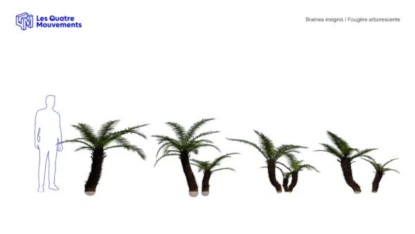 Brainea-insignis-fern-arborescent-3D-variants-tree-plant-tropical-vegetals-studio-l4m-lumion-fbx